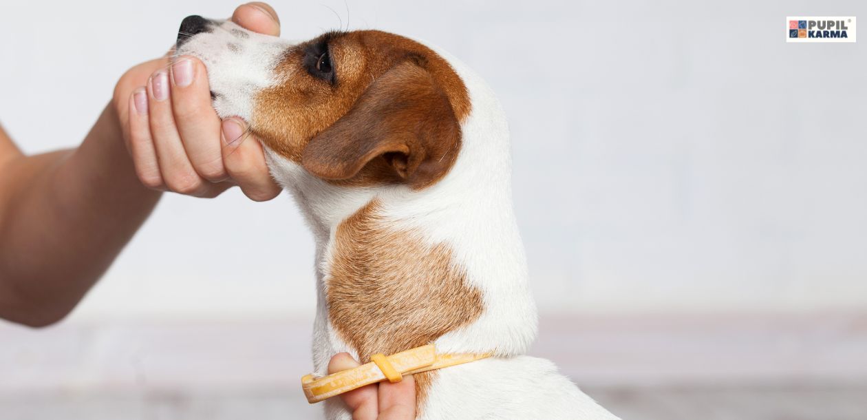 Na zdjęciu widoczny jest mały pies rasy Jack Russell Terrier, który nosi obrożę przeciw pchłom. Osoba trzyma psa za pysk, delikatnie podtrzymując jego głowę. Pies ma biało-brązową sierść i patrzy przed siebie. W prawym górnym rogu widać logo pupilkarma.